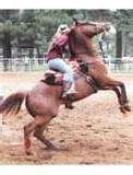 problem-horse-training-32