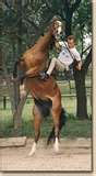 problem-horse-training
